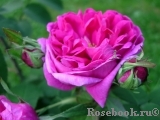 Rose de Rescht Rose de Rescht
