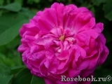 Rose de Rescht Rose de Rescht