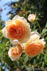 Grace® Grace®