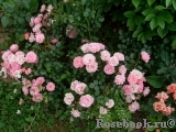 Sommerwind Sommerwind