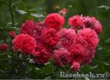 Rosarium Uetersen Rosarium Uetersen