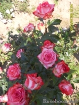 Blush Blush