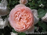 Ambridge Rose Ambridge Rose