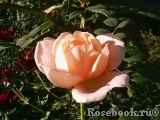 Ambridge Rose Ambridge Rose