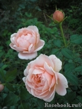 Ambridge Rose Ambridge Rose