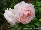 Ambridge Rose Ambridge Rose