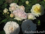 Marie Antoinette Marie Antoinette