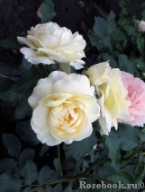 Marie Antoinette Marie Antoinette