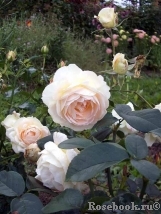 Marie Antoinette Marie Antoinette