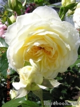 Marie Antoinette Marie Antoinette