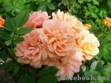 Apricot Clementine Apricot Clementine
