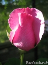 McCartney Rose, The McCartney Rose, The