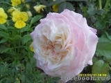 Eliane Gillet Eliane Gillet