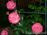 Rosanna Rosanna