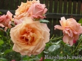 Barock Barock