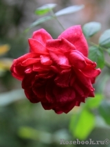 Darcey Bussell Darcey Bussell