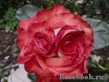 Blush Blush