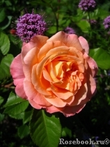 Augusta Luise Augusta Luise