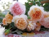 Crown Princess Margareta® Crown Princess Margareta®