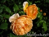Crown Princess Margareta® Crown Princess Margareta®