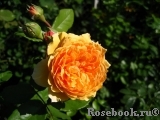 Crown Princess Margareta® Crown Princess Margareta®