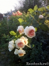 Crown Princess Margareta® Crown Princess Margareta®