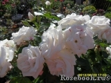 Aspirin Rose Aspirin Rose