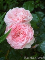 Mariatheresia Mariatheresia