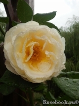 Uetersener Klosterrose Uetersener Klosterrose