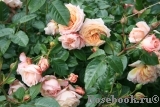 Barock Barock