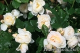 Uetersener Klosterrose Uetersener Klosterrose