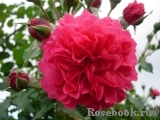 Rosarium Uetersen Rosarium Uetersen