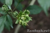 Viridiflora Viridiflora