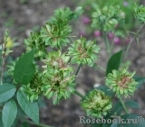 Viridiflora Viridiflora
