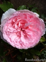 The Wedgwood Rose The Wedgwood Rose