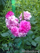 Rosarium Uetersen Rosarium Uetersen
