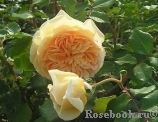 Crown Princess Margareta® Crown Princess Margareta®