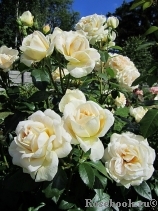 Lions Rose Lions Rose
