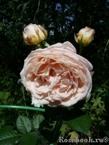 Crown Princess Margareta® Crown Princess Margareta®