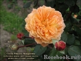 Crown Princess Margareta® Crown Princess Margareta®