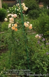 Crown Princess Margareta® Crown Princess Margareta®