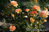 Ashram Ashram