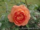 Lady of Shalott Lady of Shalott