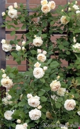 Crown Princess Margareta® Crown Princess Margareta®