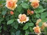 Grace® Grace®