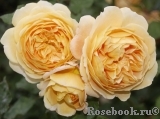 Crown Princess Margareta® Crown Princess Margareta®