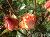 Blush Blush