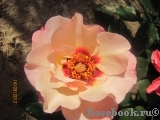 Alissar Princess of Phoenicia