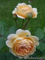 Crown Princess Margareta® Crown Princess Margareta®