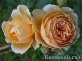 Crown Princess Margareta® Crown Princess Margareta®